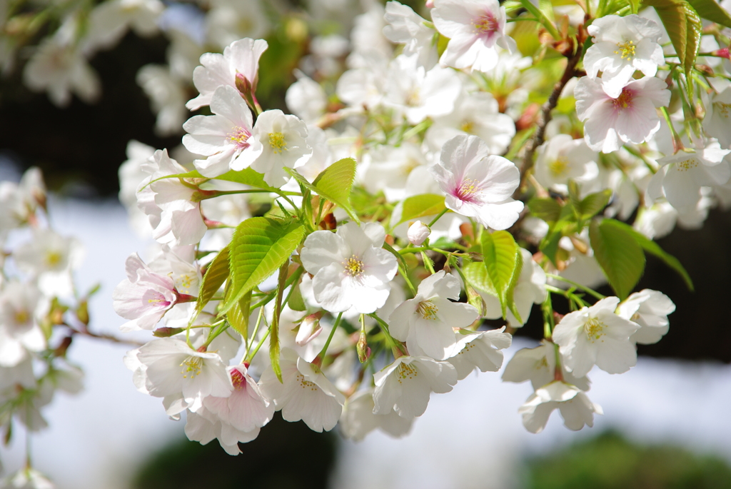 大島桜