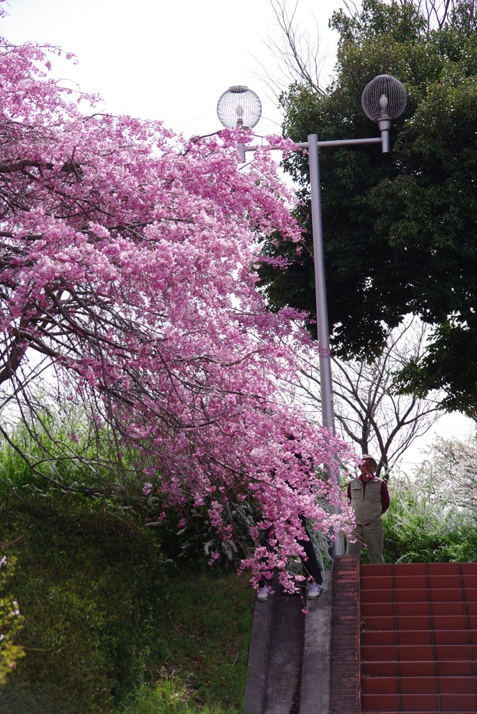 枝垂桜