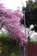枝垂桜