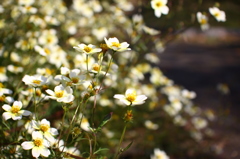 ウィンターコスモス