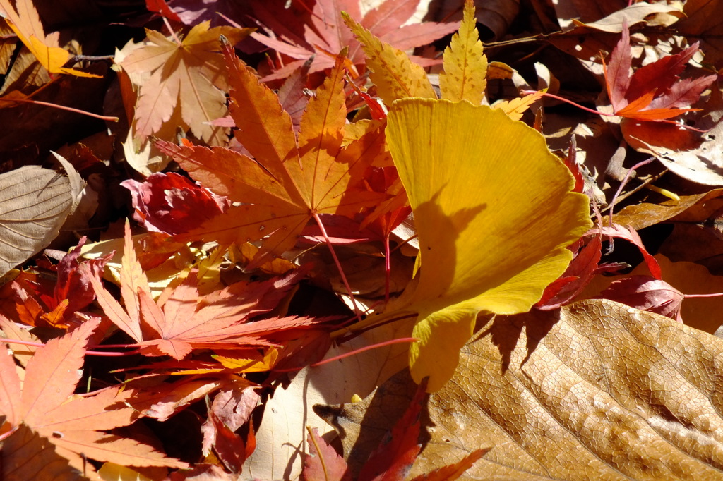 身を寄せ合い暖を取る