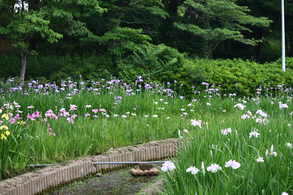 大高緑地公園にて　