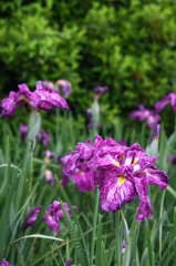 花菖蒲