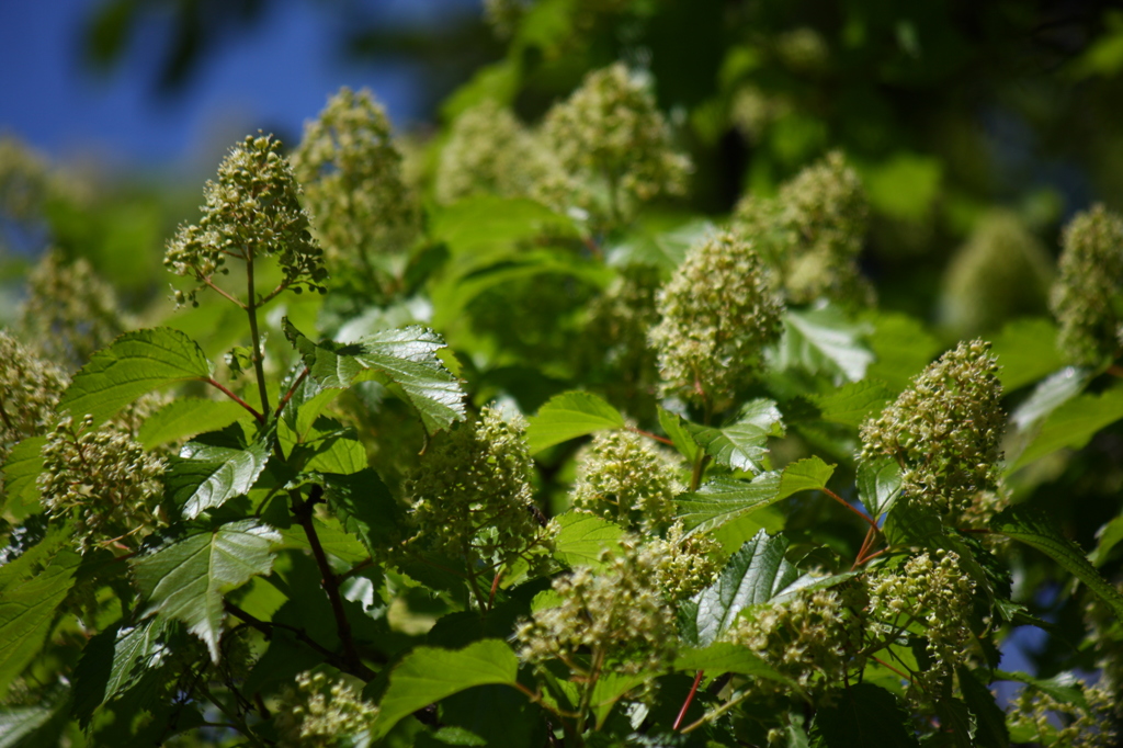 カラコギカエデ