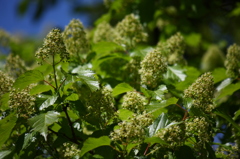 カラコギカエデ