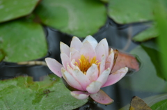 大高緑地公園にて　