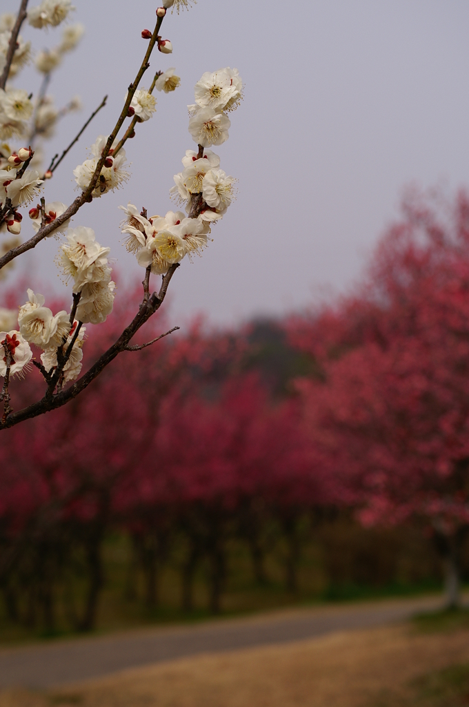 大高緑地公園にて　