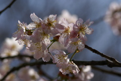 支那実桜