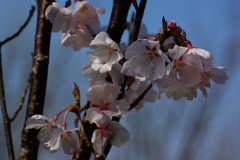 彼岸桜