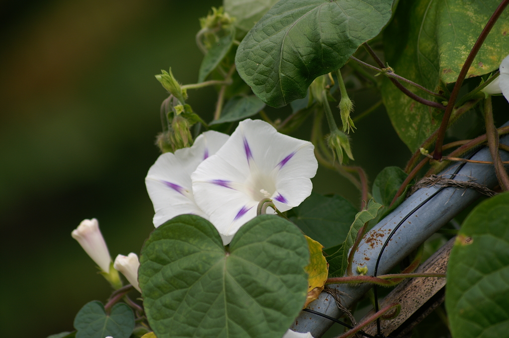 名古屋市農業センターにて　
