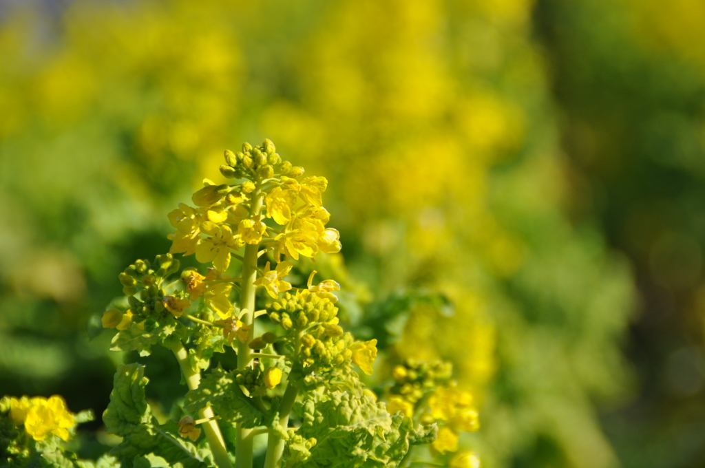 菜の花