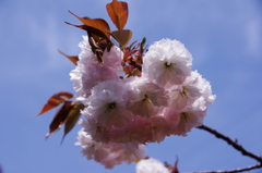 八重桜