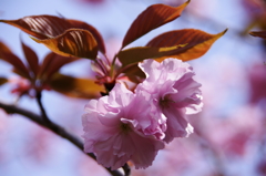 八重桜