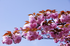八重桜