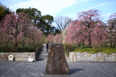 しだれ梅園