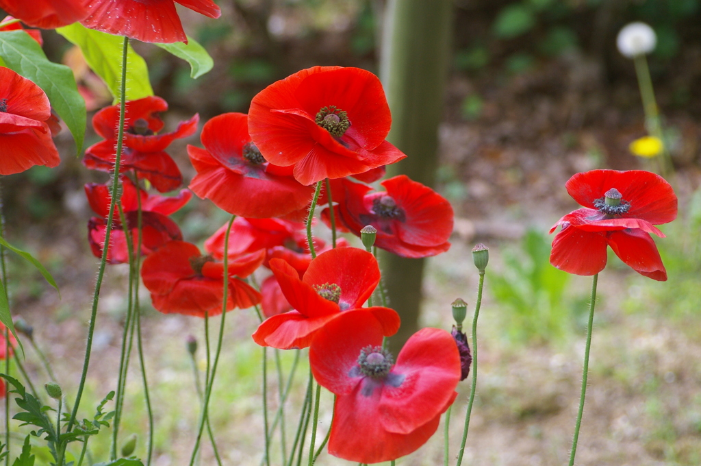 名古屋市農業センターにて　