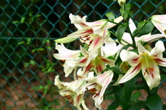 名古屋市農業センターにて　