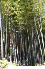 空に向かって真っすぐに＾＾