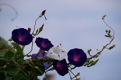 名古屋市農業センターにて　