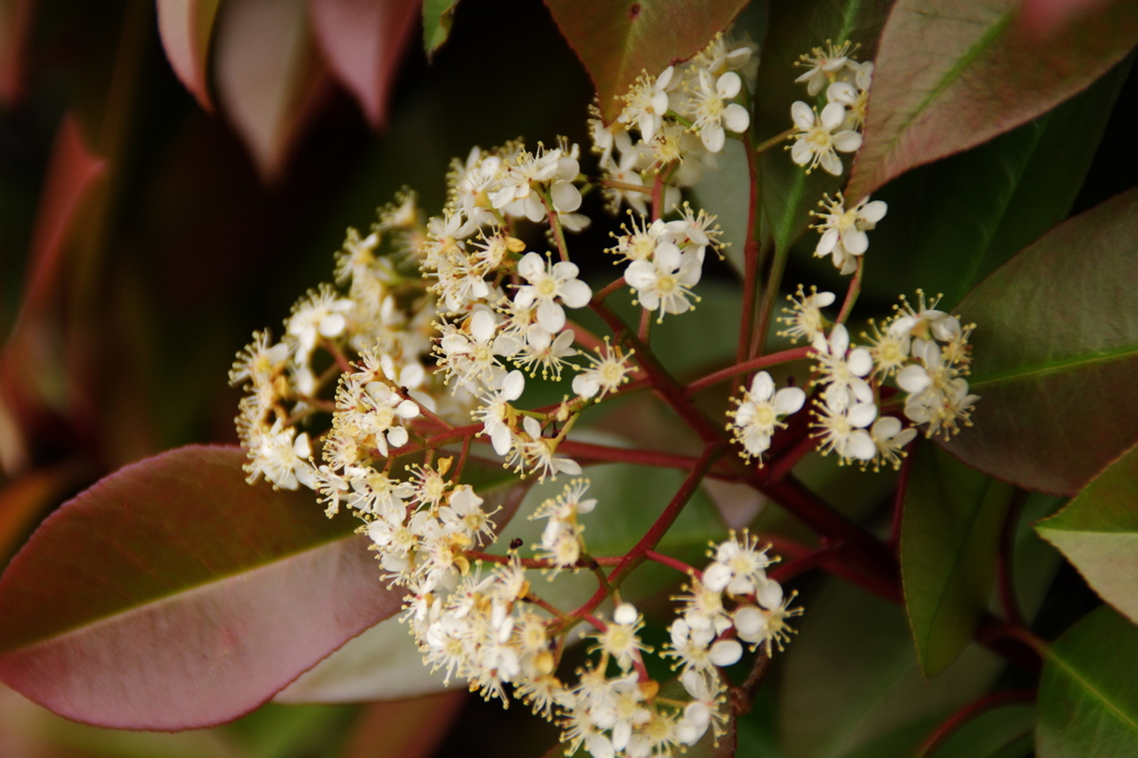 レッドロビンの花