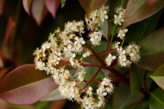 レッドロビンの花