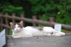 カメラ目線有り難うニャン＾＾