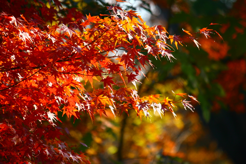 大高緑地公園にて