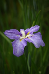 大高緑地公園にて　６月０６日 017