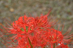 名古屋市農業センターにて