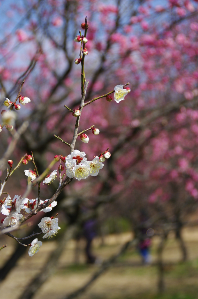 大高緑地公園にて