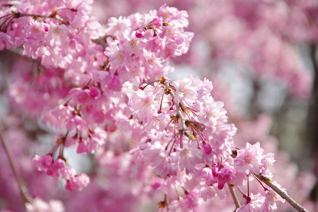 枝垂桜