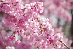 枝垂桜