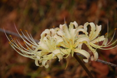 大高緑地公園にて　