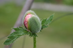 もうちょっと待っててね^^