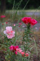 大高緑地公園にて　