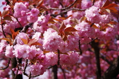 華やいで
