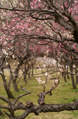 大高緑地公園にて　