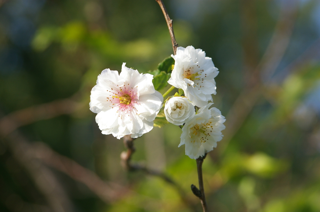 冬桜