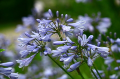 姫アガパンサス