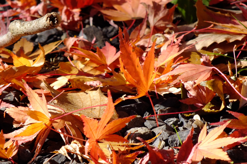 落ちてなお美しくありたい＾＾