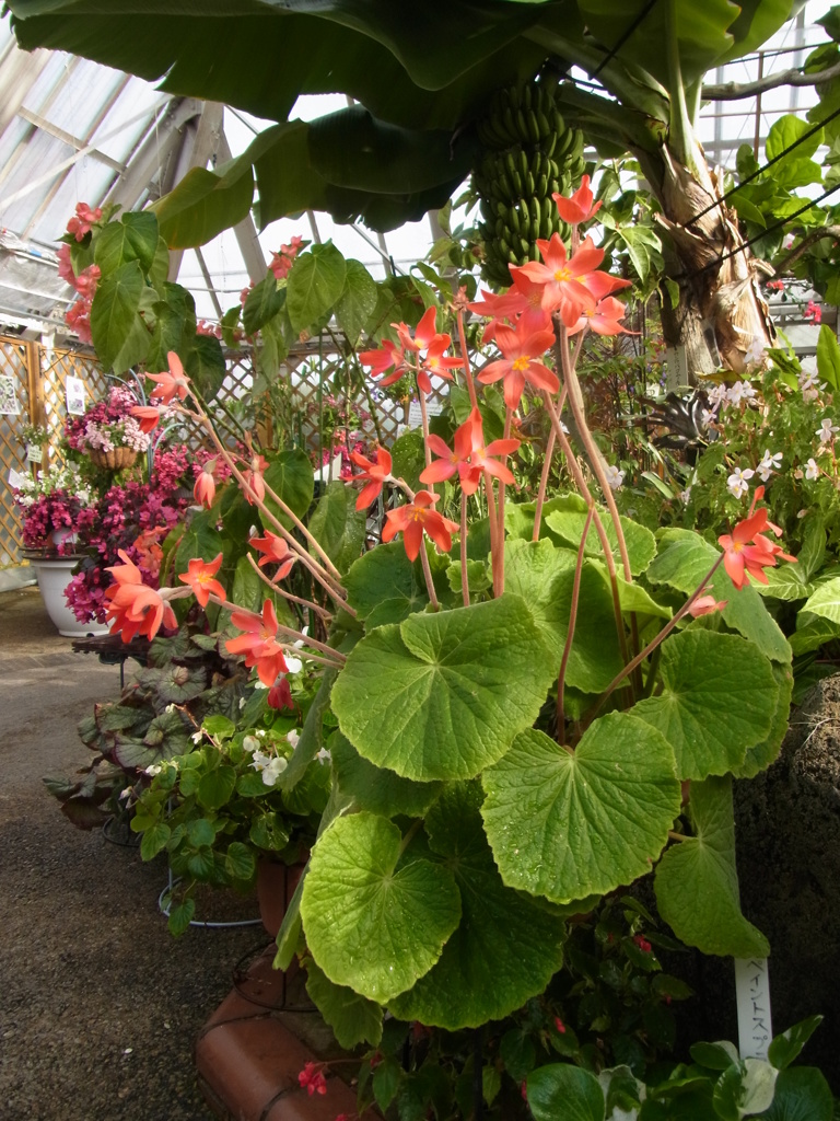 ベゴニア　フロエベリー