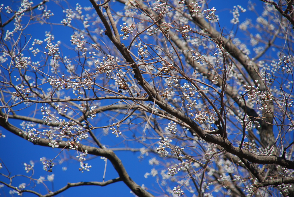 ナンキンハゼの実