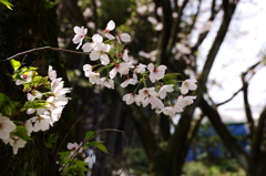 春風に揺れる