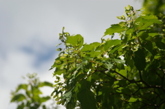 カラコギカエデ