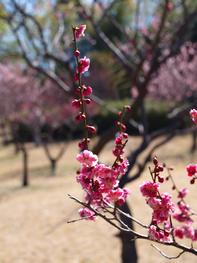 大高緑地公園にて　