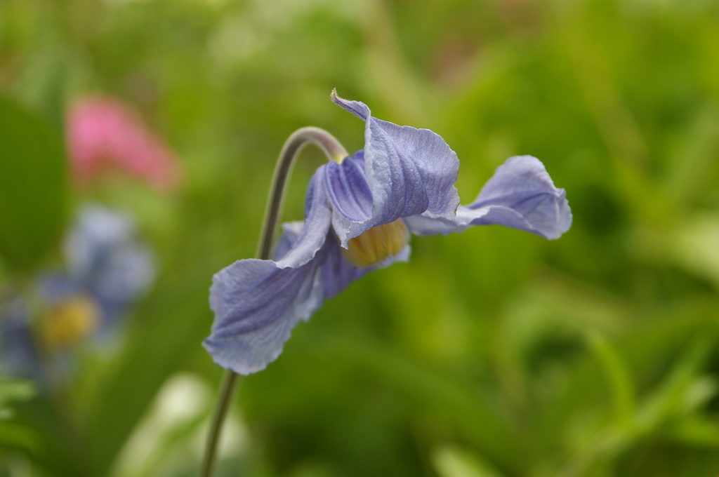 クレマチスインテグリフォリア系