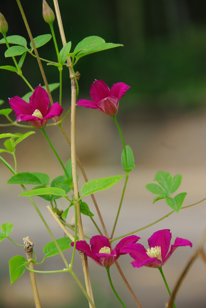 クレマチス・オレンジギャル