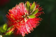 キンポウジュ（ 金宝樹）