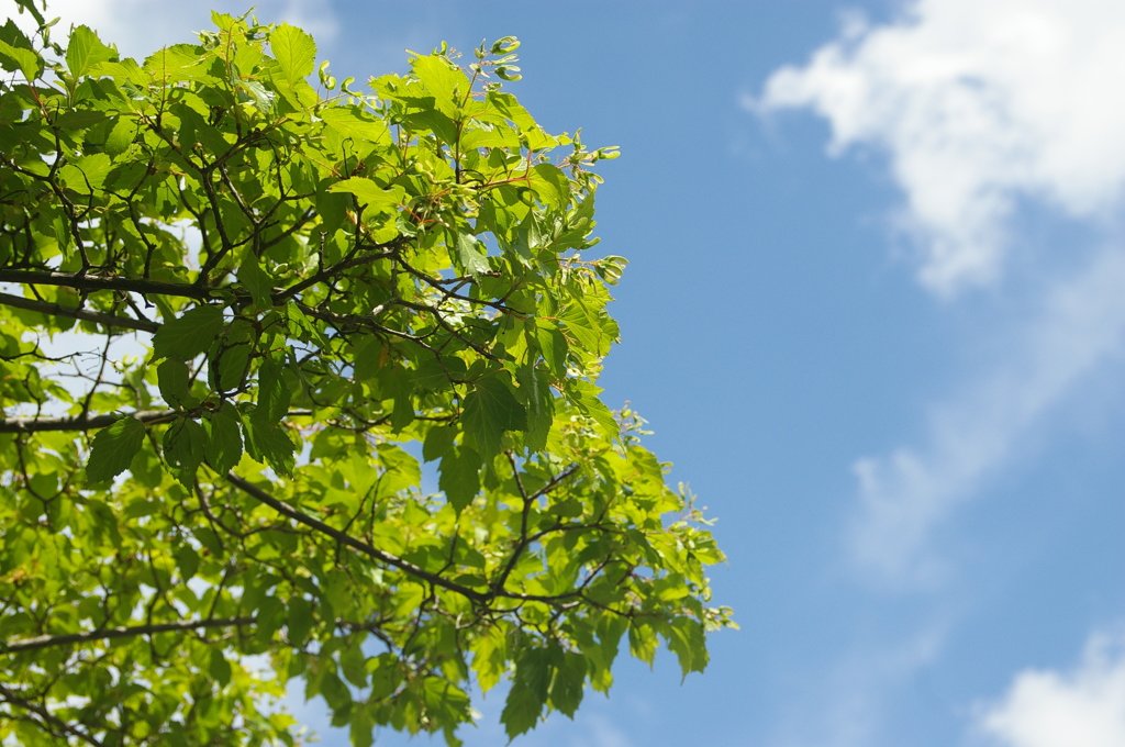 五月の空（カラコギカエデ）