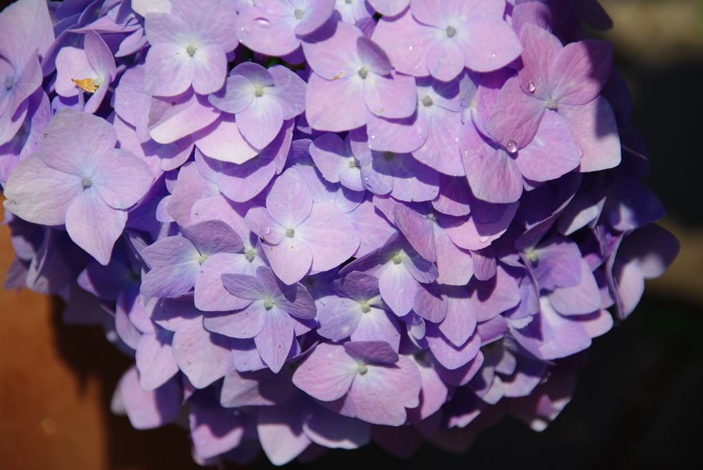 紫陽花